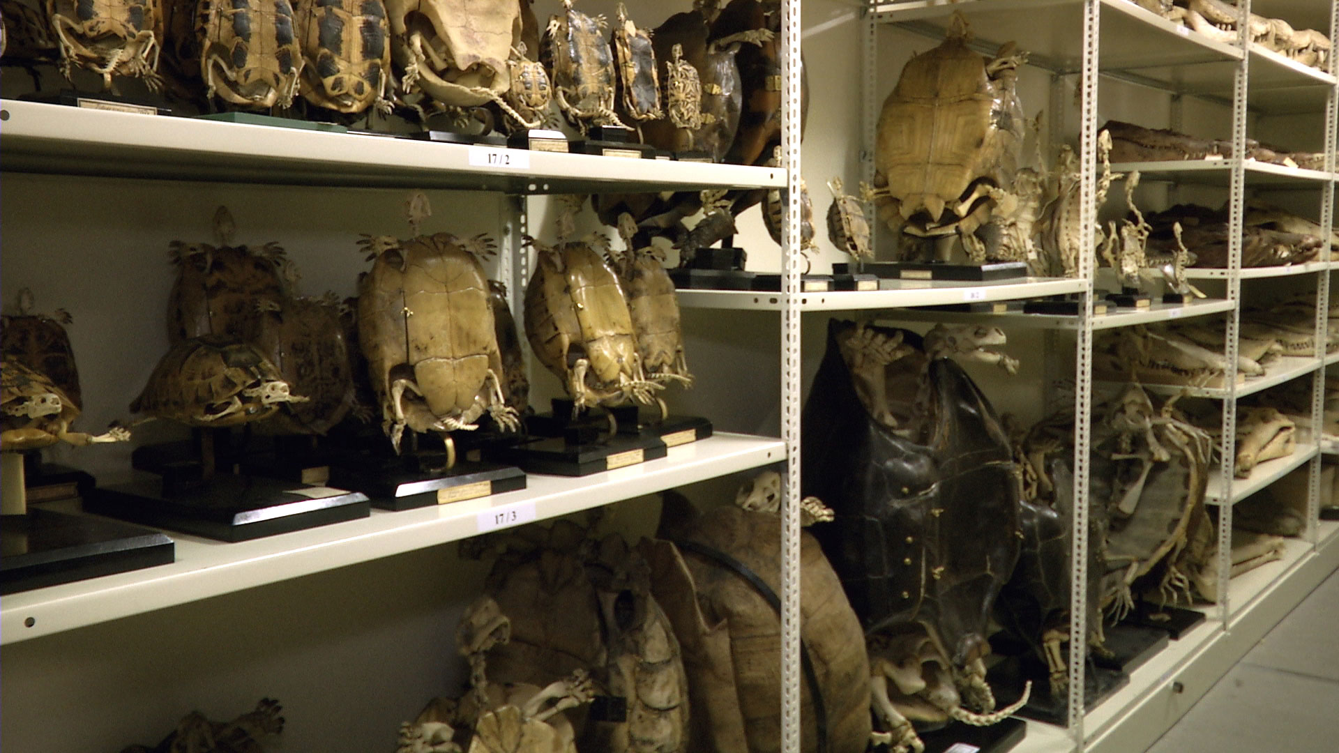 Natural History Museum