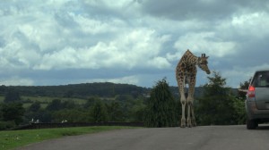 Safari Park, Great Britain            